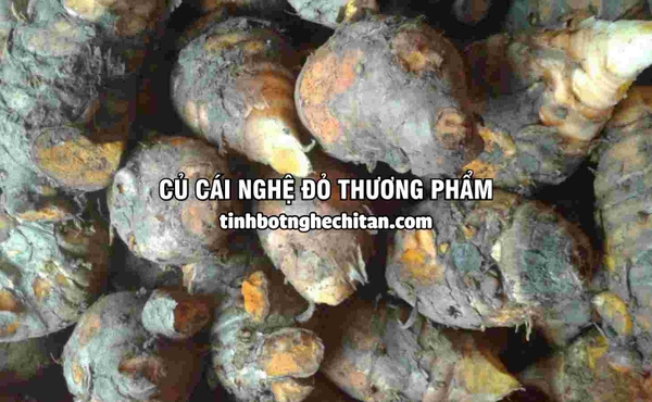 Củ cái nghệ đỏ